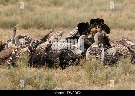 Un troupeau de Ruppell's vautours lutte sur une carcasse de l'animal dans le Serengeti en Tanzanie Banque D'Images