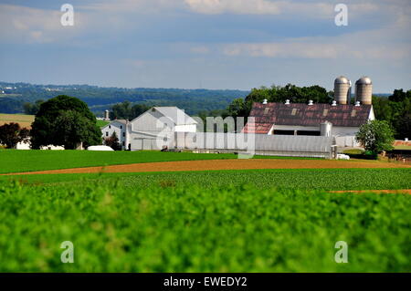 Le Comté de Lancaster en Pennsylvanie : Les champs de cultures d'été autour d'une ferme Amish vierge * Banque D'Images