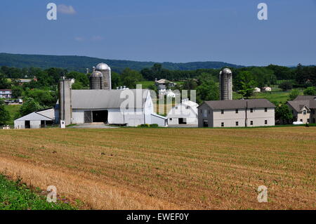 Le Comté de Lancaster en Pennsylvanie : Amish farm avec silos, granges, hangars et entouré de champs de jeunes plants de maïs * Banque D'Images