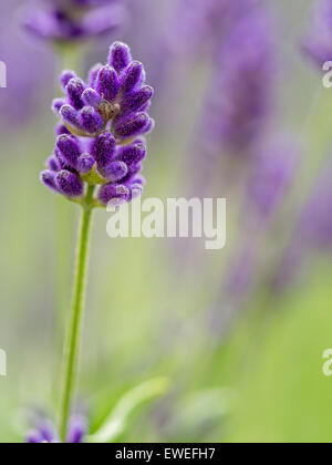 Libre de fleurs de lavande en fleurs Banque D'Images