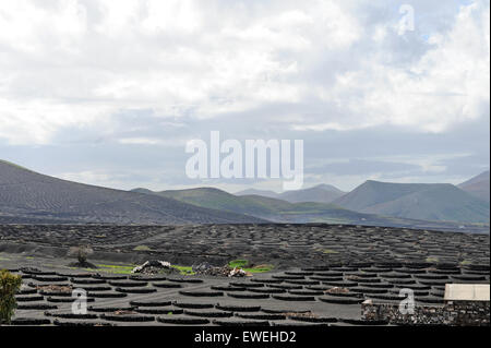 Lanzarote, îles canaries, espagne. Un vignoble avec vignes en sable noir, dans des secteurs avec des murs construits de roche volcanique. Banque D'Images