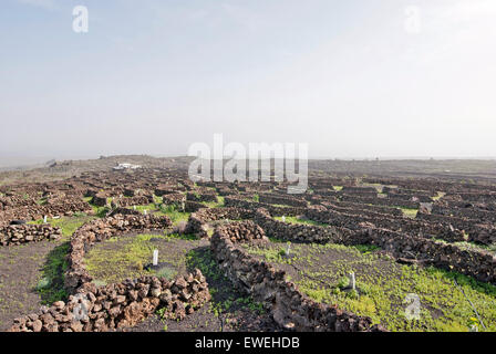 Lanzarote, îles canaries, espagne. Un vignoble avec vignes en sable noir, dans des secteurs avec des murs construits de roche volcanique. Banque D'Images