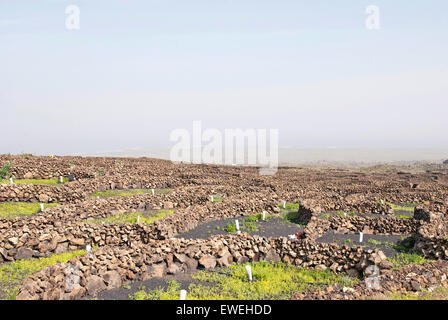 Lanzarote, îles canaries, espagne. Un vignoble avec vignes en sable noir, dans des secteurs avec des murs construits de roche volcanique. Banque D'Images