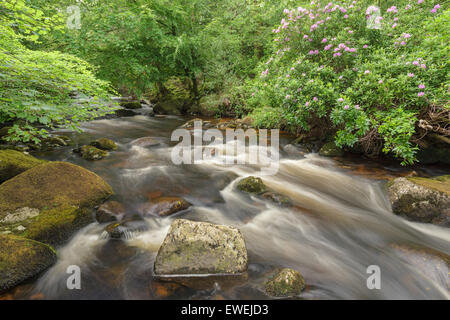 Rhododendrons en fleurs sur la rivière Avon. Banque D'Images