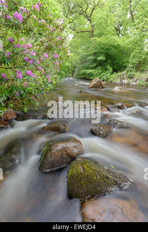 Rhododendrons en fleurs sur la rivière Avon. Banque D'Images