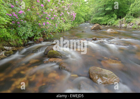 Rhododendrons en fleurs sur la rivière Avon. Banque D'Images