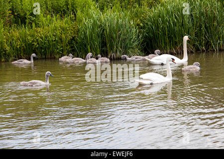 Famille de cygnes Banque D'Images