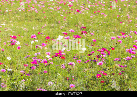 Cosmos sulphureus dans un champ vert. Banque D'Images