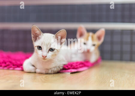 Les chats se trouvent sur le tapis Banque D'Images