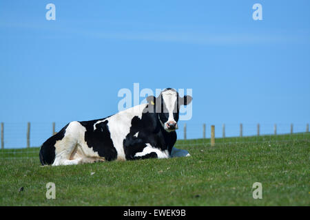 Holstein génisse laitière assis dans les pâturages, Cumbria, Royaume-Uni. Banque D'Images