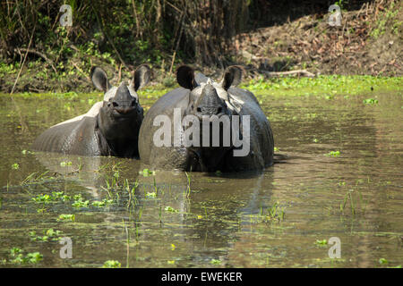 Deux rhinocéros indien baignant dans le parc national de Chitwan, au Népal Banque D'Images