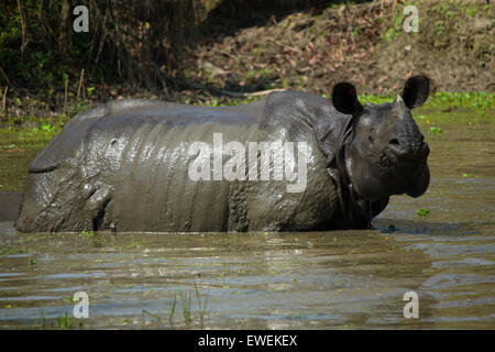 Un rhinocéros indien baignant dans le parc national de Chitwan, au Népal Banque D'Images