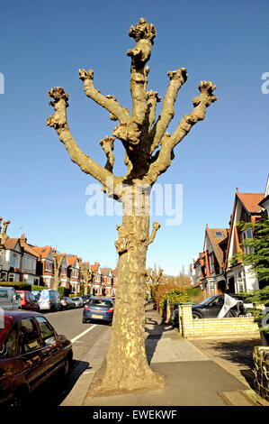 Étêtés lourdement Londres platane (Platanus x hispanica) dans une banlieue Street, London, England Angleterre Haringay UK Banque D'Images