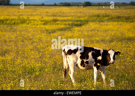 Southport, Royaume-Uni. 24 Juin, 2015. À Suttons Marsh vous trouverez sur l'alimentation des vaches au soleil les zones du pâturage côtières vasières et marais salants, des marais. Il y a toujours beaucoup d'oiseaux à voir avec reproduction, de passage et d'hivernage, l'hivernage des oiseaux de proie et oiseaux des champs. Il y a quelque chose pour tout le monde toute l'année dans ce charmant réserve côtière. Au printemps vous pouvez voir brown boxe lièvres dans les champs, alors que dans le début de l'été, vous apercevrez des oiseaux nicheurs comme les avocettes et vanneaux. Credit : Cernan Elias/Alamy Live News Banque D'Images