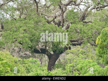 Leopard hideout entouré de végétation tropicale dans la région de parc national de Yala, au Sri Lanka, en Asie. Banque D'Images