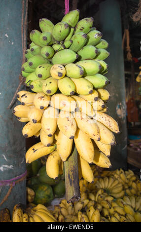 Le mûrissement des bananes fraîches du vert au jaune sur une tige dans un marché au Sri Lanka. Banque D'Images