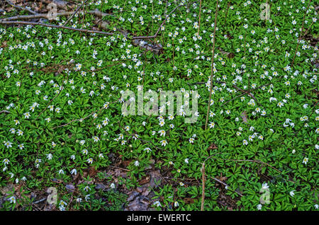 Fleurs de Printemps snowdrop anemone. Banque D'Images