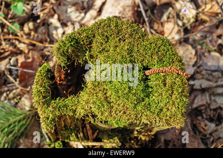 Dans l'embout de l'arbre bois recouvert d'une mousse verte. Banque D'Images