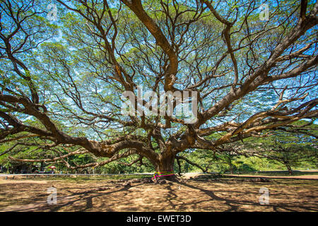 Arbre géant dans la province de Kanchanaburi, Thaïlande. Banque D'Images