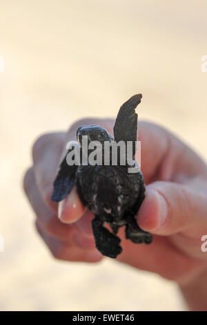 Main tenant un bébé tortue de mer Banque D'Images