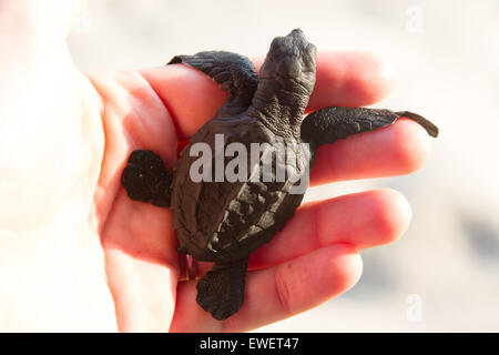 Main tenant un bébé tortue de mer Banque D'Images