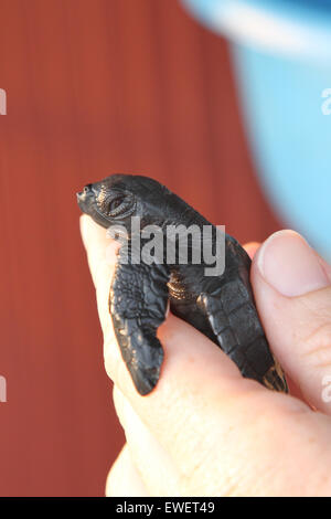 Main tenant un bébé tortue de mer Banque D'Images