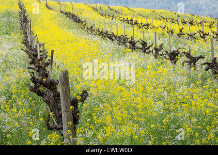 Matériel roulant colline dans la Vallée de Sonoma avec de vieilles vignes, fleurs de moutarde et d'autres fleurs sauvages, en Californie Banque D'Images