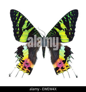 Beau papillon multicolore, Coucher de Moth, Urania ripheus (Madagascar), isolé sur fond blanc Banque D'Images
