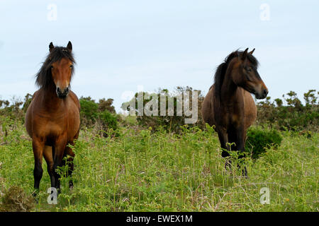 Deux poneys Dartmoor sur la ligne du ciel, debout dans les fougères avec l'ajonc derrière Banque D'Images