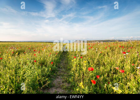 Un chemin à travers une prairie de fleurs sauvages de coquelicots et fleurs de maïs à West Pentire au-dessus de la plage de Crantock à Cornwall Banque D'Images