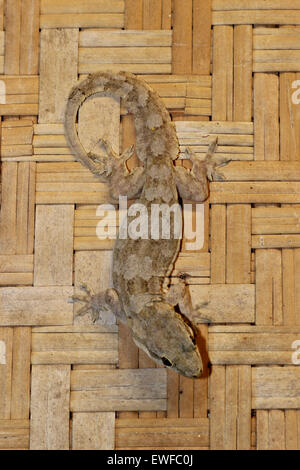 Gecko à queue plate Chambre Hemidactylus platyurus Banque D'Images