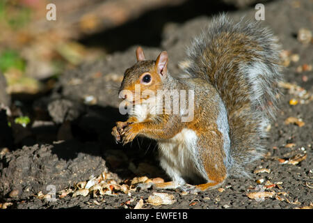 L'Écureuil gris de manger des arachides Banque D'Images