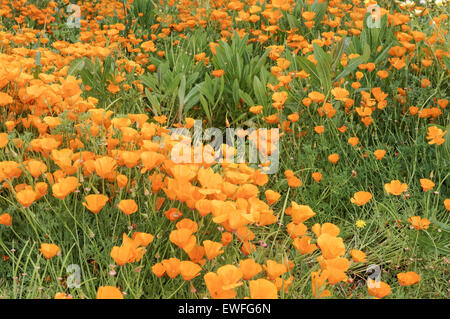 Pavot de Californie, californien, de pavot à opium d'or, Eschscholzia californica Banque D'Images