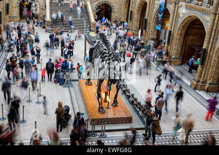 L'Hintze Hall avec squelette Diplodocus dans le Natural History Museum de Londres Angleterre Royaume-Uni UK Banque D'Images