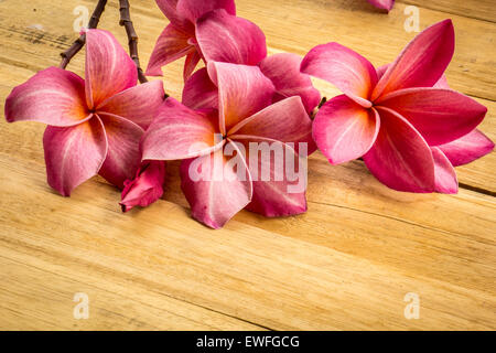 Fleur, Plumeria, revêtements de sol, de textures, de fleurs rouges, de belles plantes. Banque D'Images