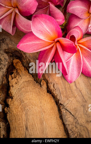 Fleur, Plumeria, revêtements de sol, de textures, de fleurs rouges, de belles plantes. Banque D'Images