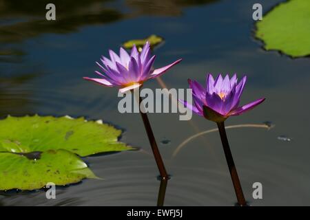 Lotus, au Sri Lanka Banque D'Images