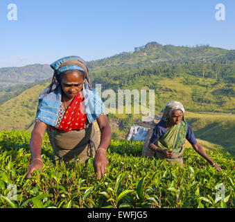 Les femmes sri-lankaises ramasser les feuilles de thé. Banque D'Images