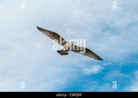 Une mouette voler à travers un ciel bleu nuageux. Banque D'Images