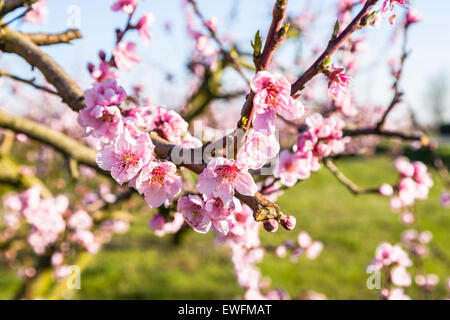 L'arrivée du printemps à l'éclosion de fleurs de pêcher sur les arbres : en fonction de l'agriculture traditionnelle, ces arbres ont été traités avec des fongicides Banque D'Images