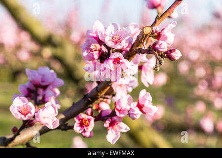 L'arrivée du printemps à l'éclosion de fleurs de pêcher sur les arbres : en fonction de l'agriculture traditionnelle, ces arbres ont été traités avec des fongicides Banque D'Images