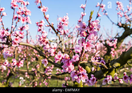 L'arrivée du printemps à l'éclosion de fleurs de pêcher sur les arbres : en fonction de l'agriculture traditionnelle, ces arbres ont été traités avec des fongicides Banque D'Images