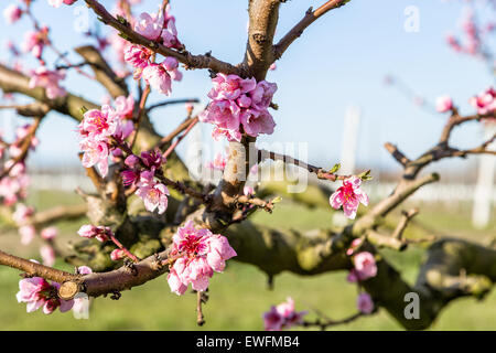 L'arrivée du printemps à l'éclosion de fleurs de pêcher sur les arbres : en fonction de l'agriculture traditionnelle, ces arbres ont été traités avec des fongicides Banque D'Images