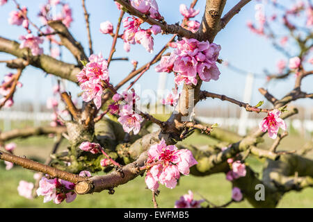 L'arrivée du printemps à l'éclosion de fleurs de pêcher sur les arbres : en fonction de l'agriculture traditionnelle, ces arbres ont été traités avec des fongicides Banque D'Images