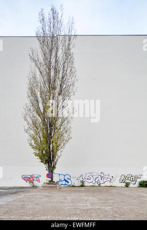 Berlin, Allemagne, l'arbre sur un terrain vague dans le coin Schuetzenstrasse Jérusalem street Banque D'Images