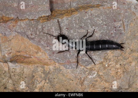 Devil's coach-horse ponderosa, cocktail, le staphylin, Kurzflügler Raubkäfer Moderkäfer,,, Ocypus spec. Banque D'Images