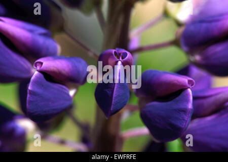 De nombreuses fleurs-leaved lupin (Lupinus polyphyllus) Banque D'Images