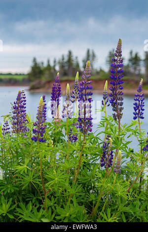 De plus en plus les lupins le long du rivage dans les régions rurales de l'Île du Prince-Édouard, Canada. Banque D'Images