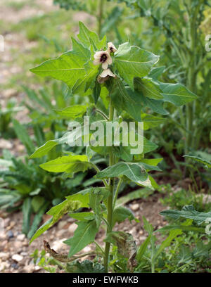 Puant, jusquiame Jusquiame noire ou Morelle, Hyoscyamus niger, Solanaceae. Banque D'Images