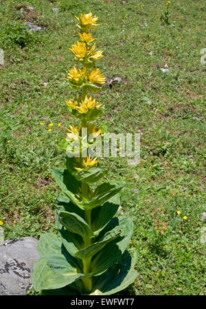 La flore de l'Oberland Bernois, Suisse. Grande Gentiane jaune Banque D'Images